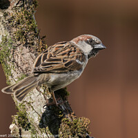 Buy canvas prints of House Sparrow by Alec Stewart