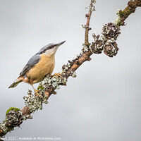 Buy canvas prints of Nuthatch by Alec Stewart