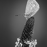 Buy canvas prints of Common Blue Butterfly in Black and White by Alec Stewart