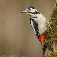 Buy canvas prints of Great Spotted Woodpecker by Alec Stewart
