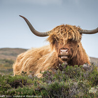 Buy canvas prints of Highland Cow by Alec Stewart