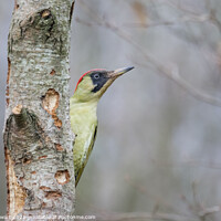 Buy canvas prints of Green Woodpecker by Alec Stewart