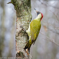 Buy canvas prints of Green Woodpecker by Alec Stewart