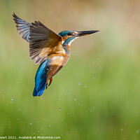 Buy canvas prints of Kingfisher by Alec Stewart