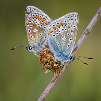 Buy canvas prints of A Pair of Common Blue Butterflies by Alec Stewart