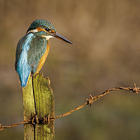 Buy canvas prints of Kingfisher on Fence Post by Alec Stewart