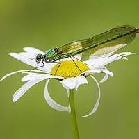 Buy canvas prints of Banded Demoiselle on Oxeye Daisy by Alec Stewart