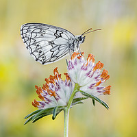 Buy canvas prints of Marbled White Butterfly on Horseshoe Vetch by Alec Stewart