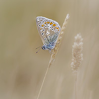 Buy canvas prints of Common Blue Butterfly by Alec Stewart