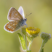 Buy canvas prints of Common Blue Butterfly  by Alec Stewart