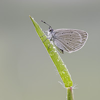Buy canvas prints of Small Blue Butterfly  by Alec Stewart