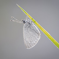 Buy canvas prints of Small Blue Butterfly  by Alec Stewart