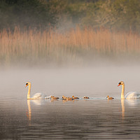 Buy canvas prints of Mute Swans and Cygnets by Alec Stewart