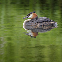 Buy canvas prints of Great Crested Grebe by Alec Stewart