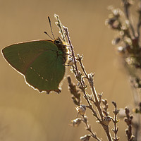 Buy canvas prints of Green Hairstreak Butterfly by Alec Stewart
