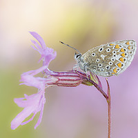 Buy canvas prints of Common Blue Butterfly on Ragged Robin by Alec Stewart