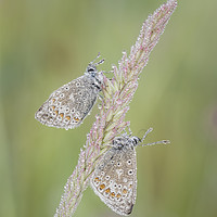 Buy canvas prints of Common Blue Butterflies by Alec Stewart