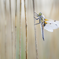 Buy canvas prints of Four Spot Chaser Dragonfly by Alec Stewart