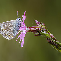 Buy canvas prints of Common Blue Butterfly by Alec Stewart