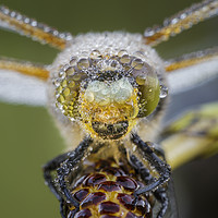 Buy canvas prints of Four Spot Chaser Dragonfly by Alec Stewart