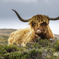 Buy canvas prints of Highland Cow by Alec Stewart