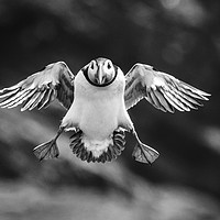 Buy canvas prints of Puffin Coming In To Land by Alec Stewart