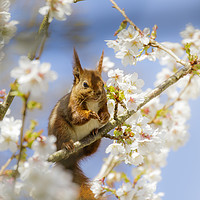 Buy canvas prints of Red Squirrel amongst the blossom by Alec Stewart