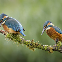 Buy canvas prints of Pair of Kingfishers by Alec Stewart