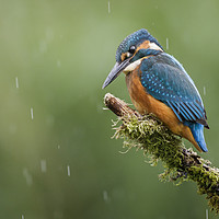 Buy canvas prints of Kingfisher in the Rain by Alec Stewart