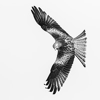 Buy canvas prints of Red Kite in Mono by Alec Stewart