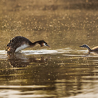 Buy canvas prints of Grebe and Chick by Alec Stewart