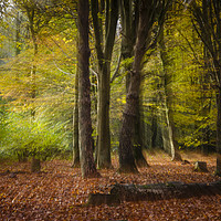 Buy canvas prints of The Magical Forest by Alec Stewart
