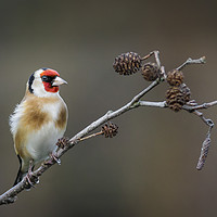 Buy canvas prints of Goldfinch by Alec Stewart