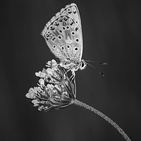 Buy canvas prints of  Chalkhill Blue Butterfly by Alec Stewart