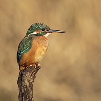Buy canvas prints of River Kingfisher by Alec Stewart