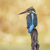 Buy canvas prints of Kingfisher by Alec Stewart