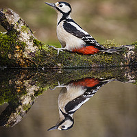 Buy canvas prints of Great spotted woodpecker by Alec Stewart