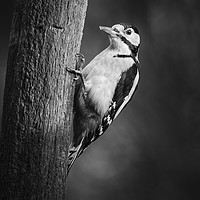 Buy canvas prints of Great spotted woodpecker in Mono by Alec Stewart