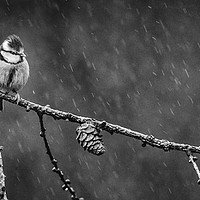 Buy canvas prints of Blue Tit in the Rain by Alec Stewart