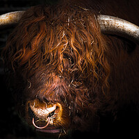 Buy canvas prints of Head Shearin' by Steve Taylor