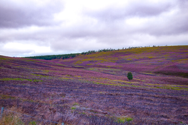 Scottish Heather. Picture Board by Steve Taylor