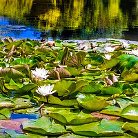 Buy canvas prints of Water Lilies by Steve Taylor