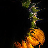 Buy canvas prints of Sunflower eclipse by Steve Taylor
