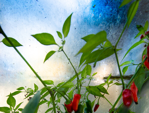 Chillies - homage to Turner  Picture Board by Steve Taylor