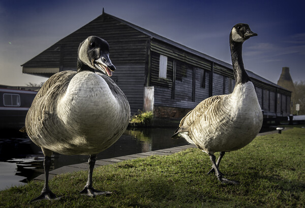 Canalside Geese  Picture Board by Steve Taylor