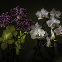 Buy canvas prints of The drift of orchids. by Steve Taylor