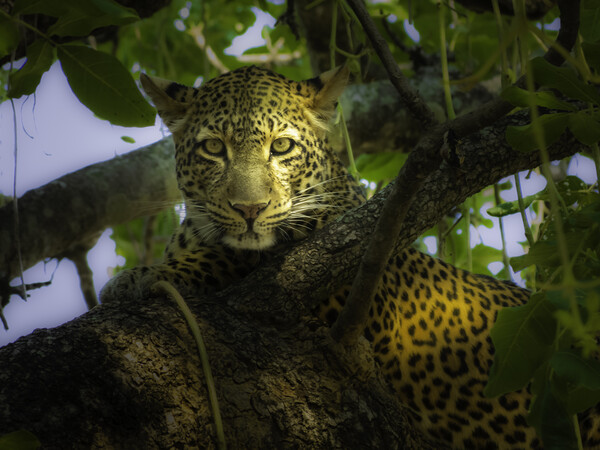 Leopard in dappled shade. Picture Board by Steve Taylor
