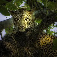 Buy canvas prints of Leopard in dappled shade. by Steve Taylor