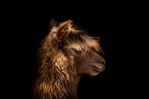 Alpaca profile  Picture Board by Steve Taylor