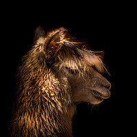Buy canvas prints of Alpaca profile  by Steve Taylor
